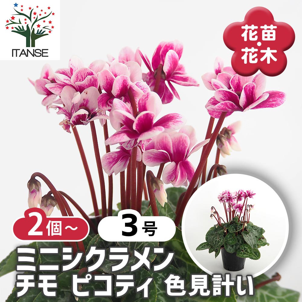 ミニシクラメン チモ ピコティ 色見計い2個～ 【花苗 3号】｜ 【植物の