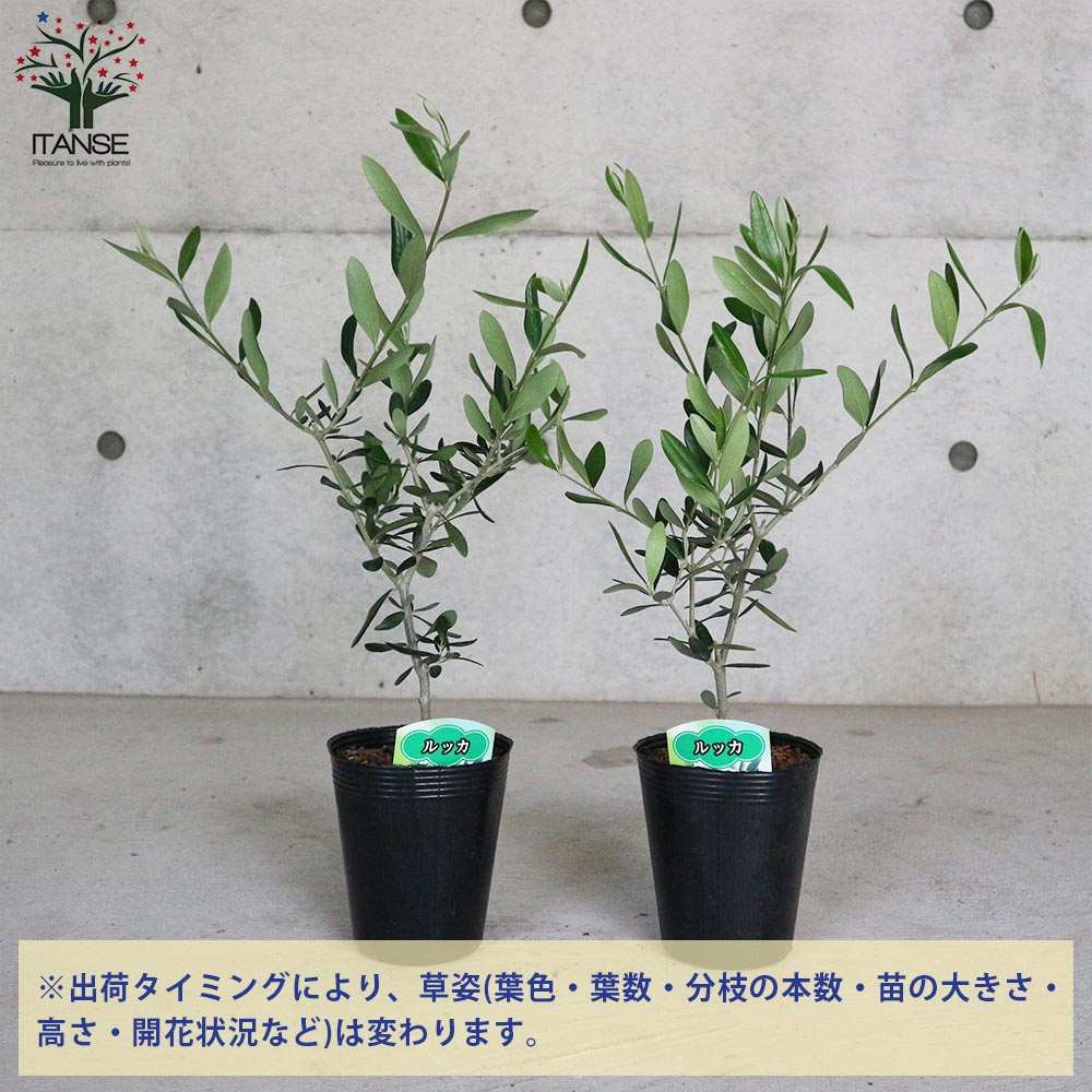 オリーブの苗木 品種：ルッカ【果樹の苗木4号ポット苗／1個売り