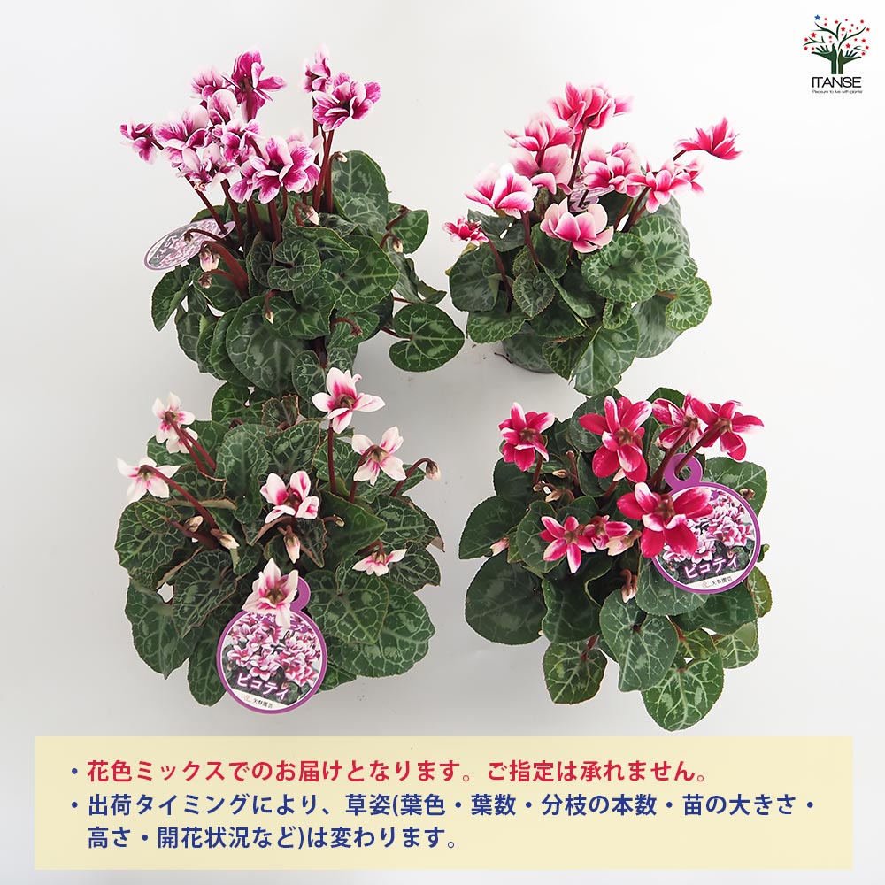 ミニシクラメン チモ ピコティ 色見計い2個～ 【花苗 3号】｜ 【植物の