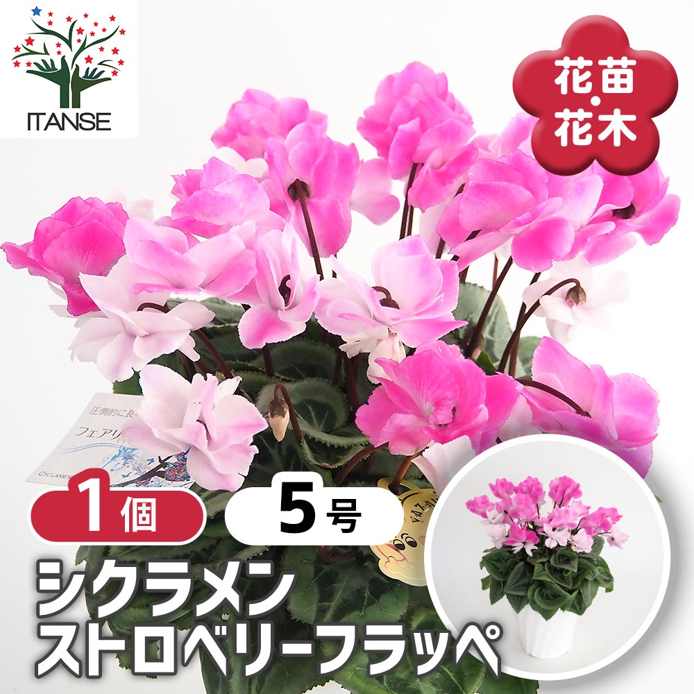 シクラメン ストロベリーフラッペ 【花苗 5号／1個売り】