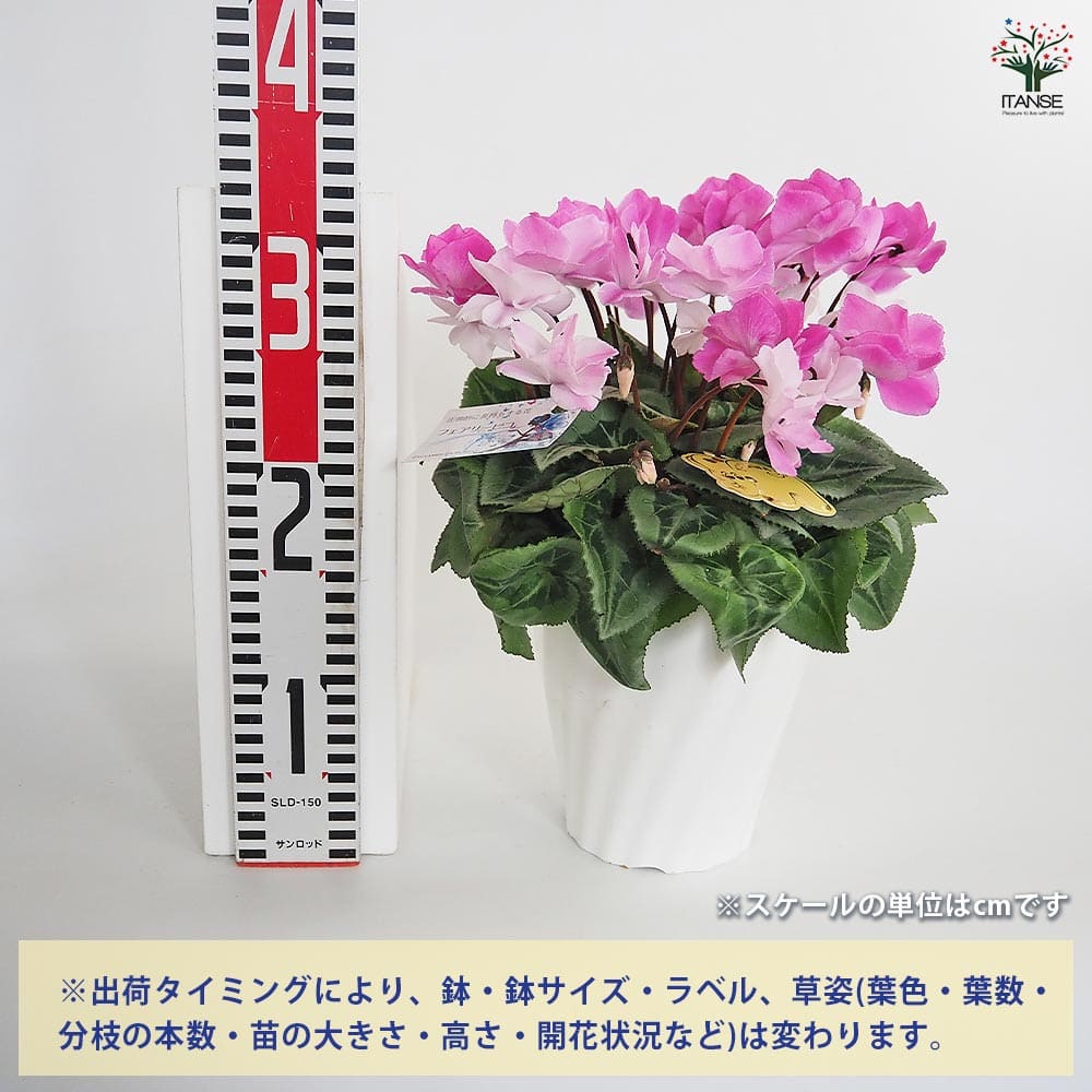 シクラメン ストロベリーフラッペ 【花苗 5号／1個売り】