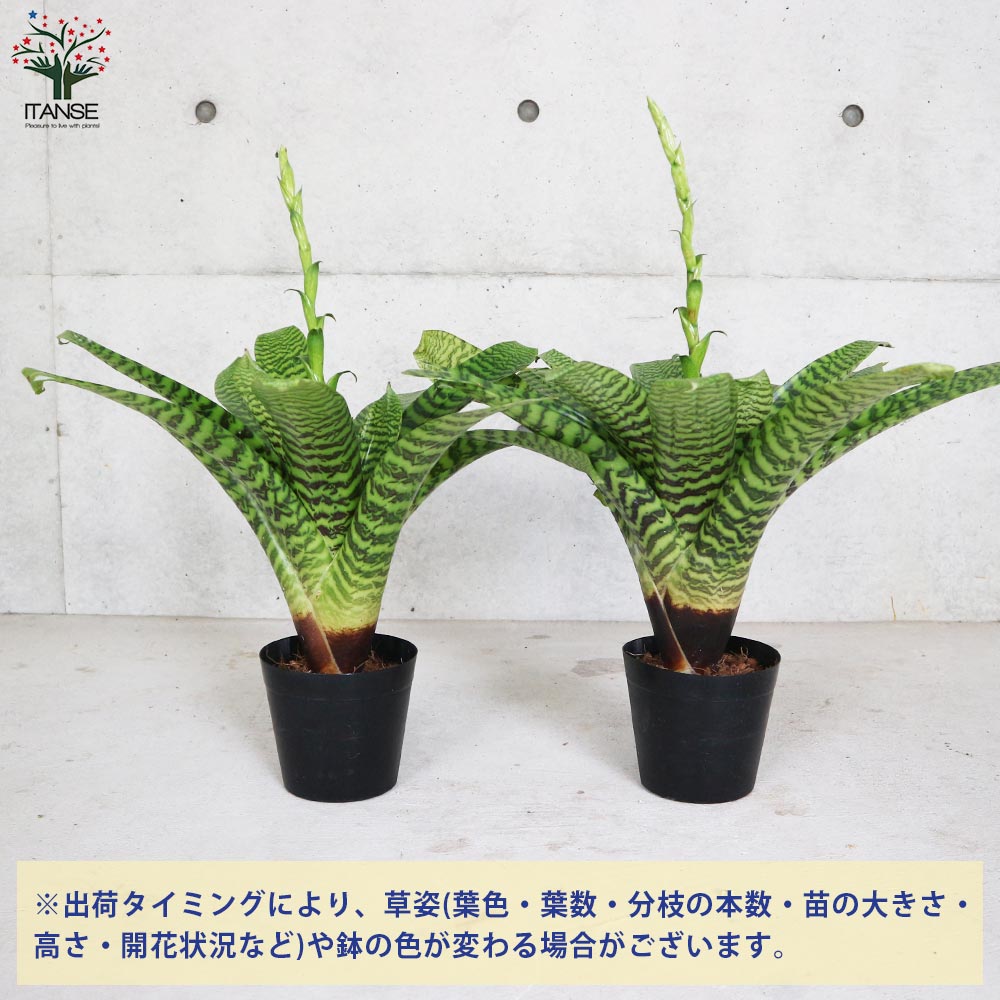 フリーセア・ヒエログラフィカ【観葉植物 5号鉢／1個売り】｜ 【植物の