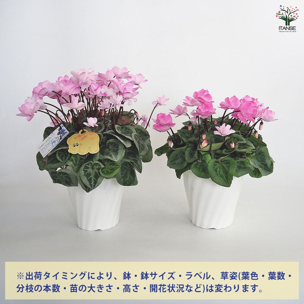 シクラメン ストロベリーフラッペ 【花苗 5号／1個売り】