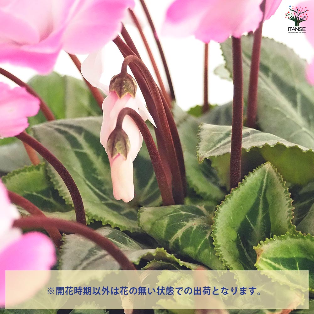 シクラメン ストロベリーフラッペ 【花苗 5号／1個売り】