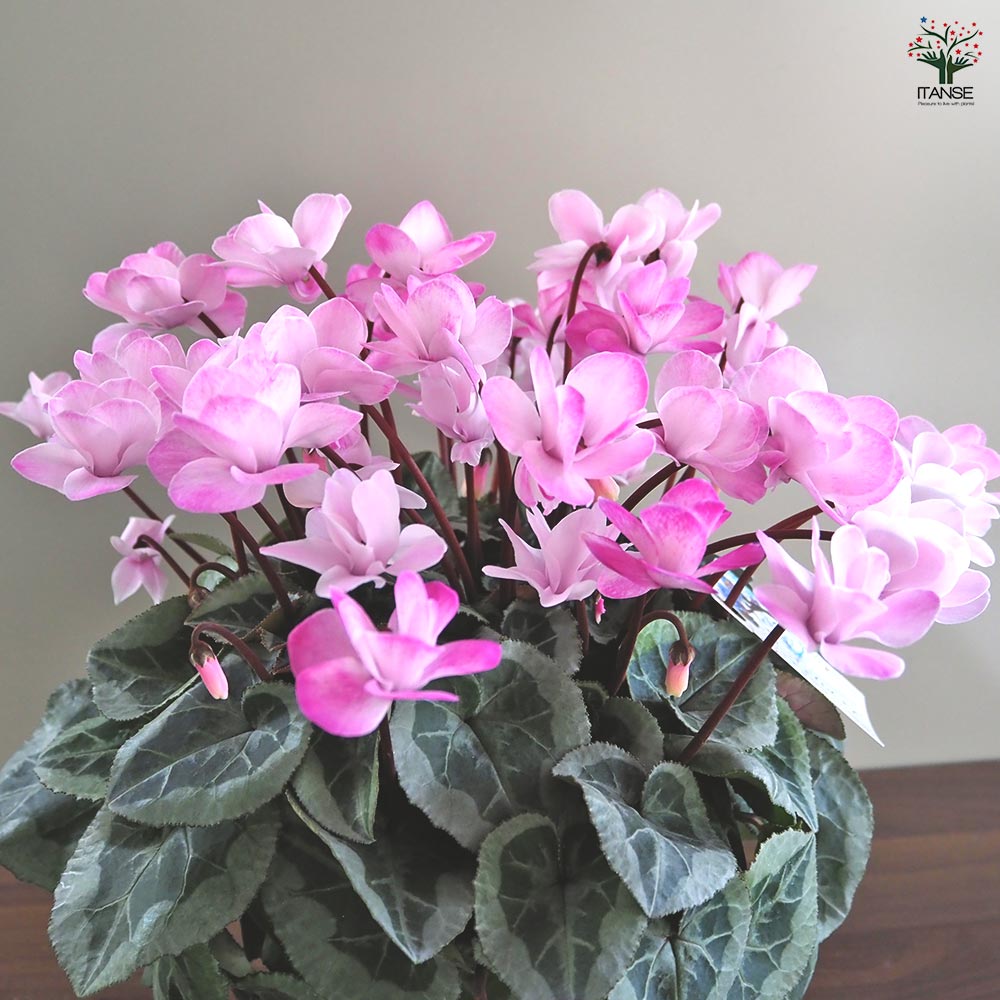 シクラメン ストロベリーフラッペ 【花苗 5号／1個売り】