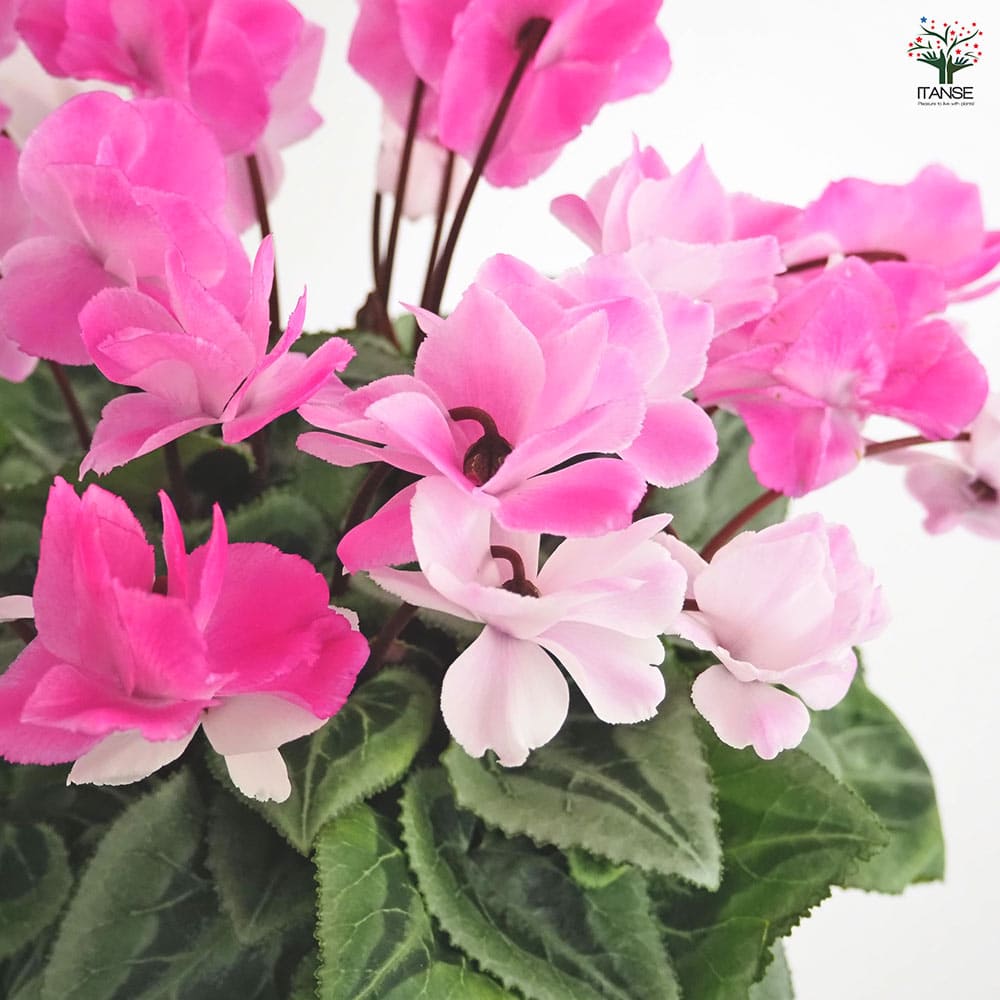 シクラメン ストロベリーフラッペ 【花苗 5号／1個売り】