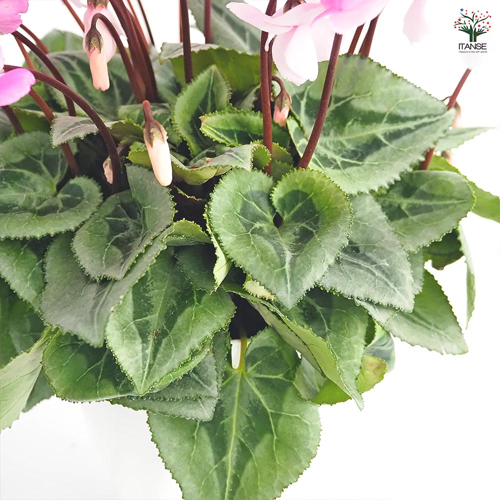 シクラメン ストロベリーフラッペ 【花苗 5号／1個売り】