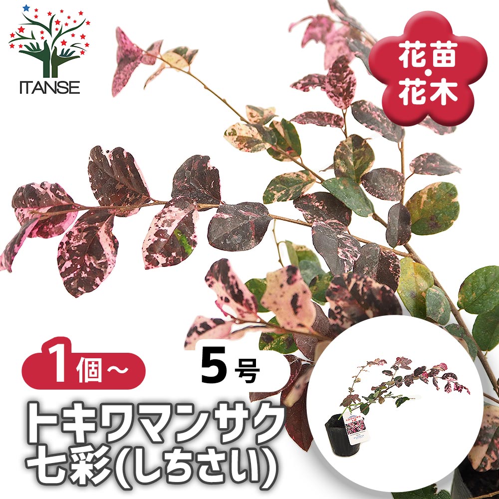 トキワマンサク 七彩 【庭木 3.5号】｜ 【植物のITANSE】全品