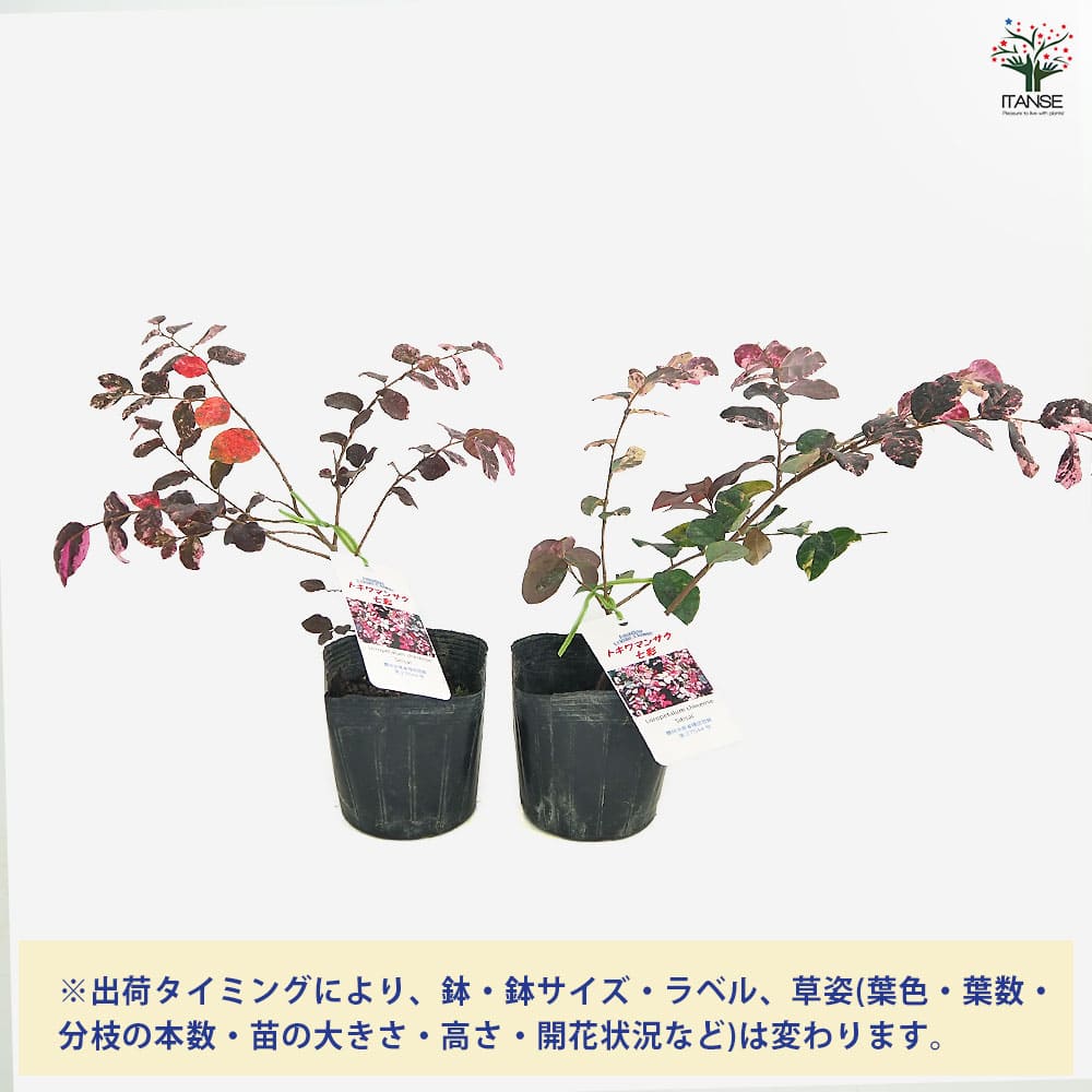 トキワマンサク 七彩 【庭木 3.5号】｜ 【植物のITANSE】全品