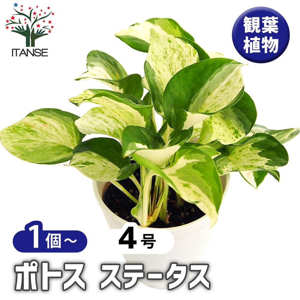 ポトス ステータス 【観葉植物 4号】｜ 【植物のITANSE】全品