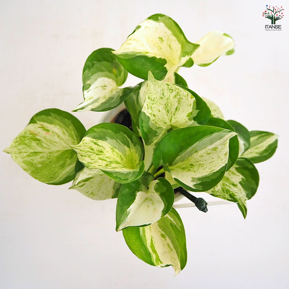 ポトス ステータス 【観葉植物 4号】｜ 【植物のITANSE】全品