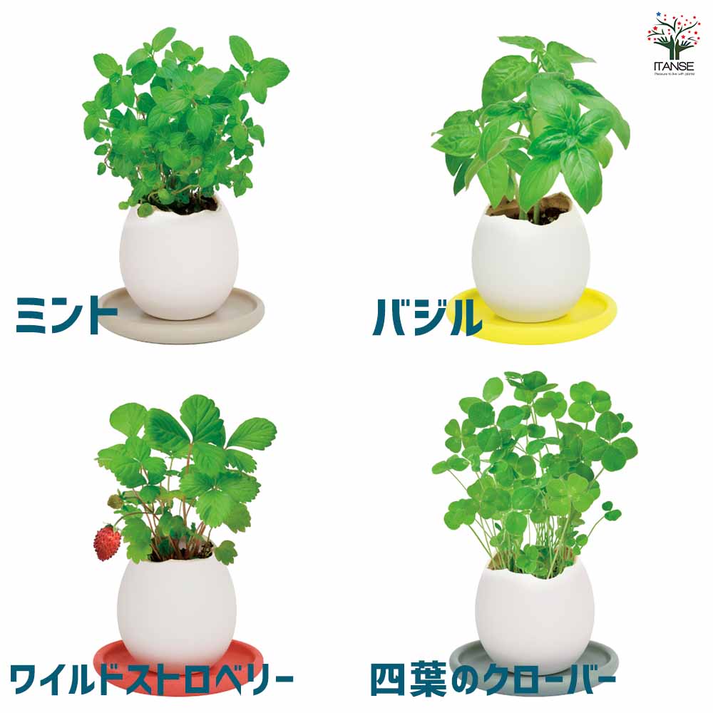 栽培セット eggling＆SAUCER エッグリング【おしゃれな栽培キット】