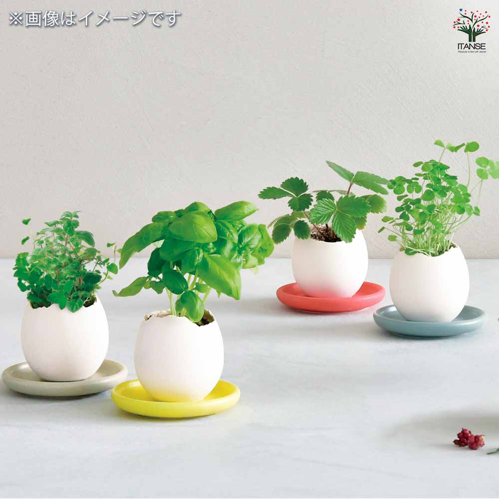 栽培セット eggling＆SAUCER エッグリング【おしゃれな栽培キット】