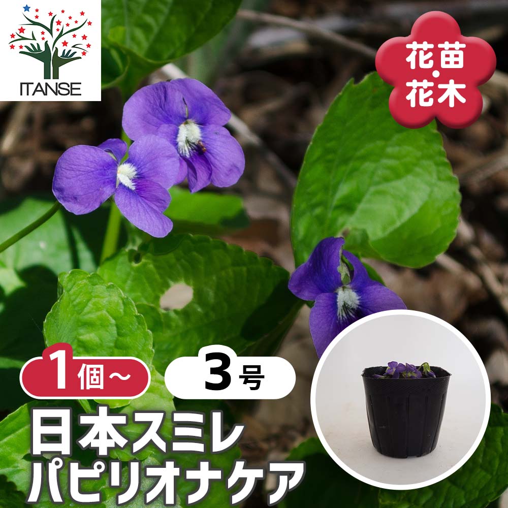 日本スミレ パピリオナケア 【花苗 3号】｜ 【植物のITANSE