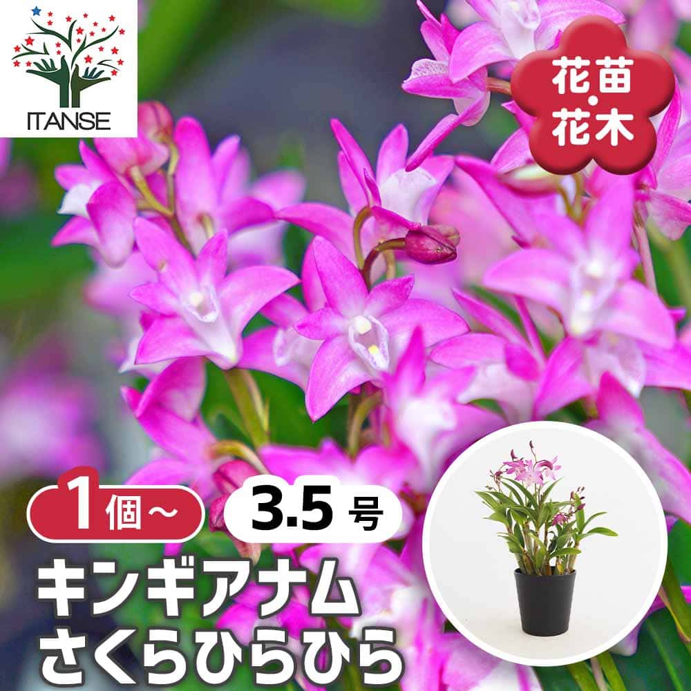 キンギアナム さくらひらひら 【花苗 3.5号】｜ 【植物のITANSE