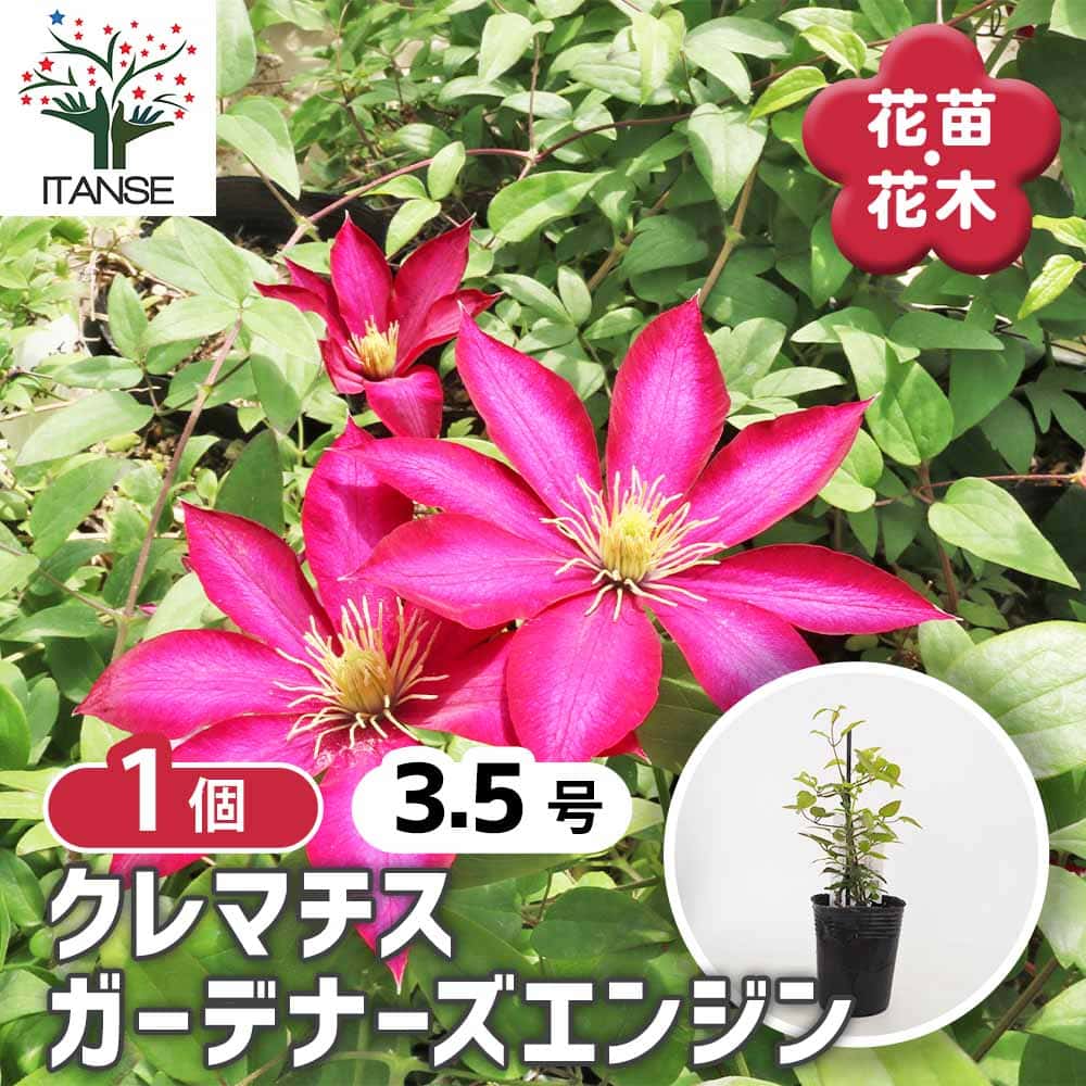 クレマチス ガーデナーズエンジン 【花苗 3.5号／1個売り】｜ 【植物の
