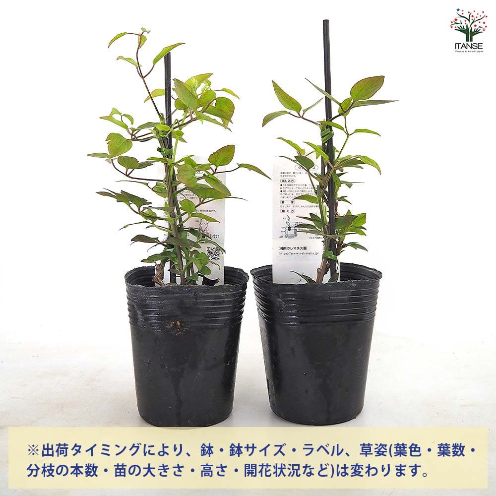 クレマチス ガーデナーズエンジン 【花苗 3.5号／1個売り】｜ 【植物の