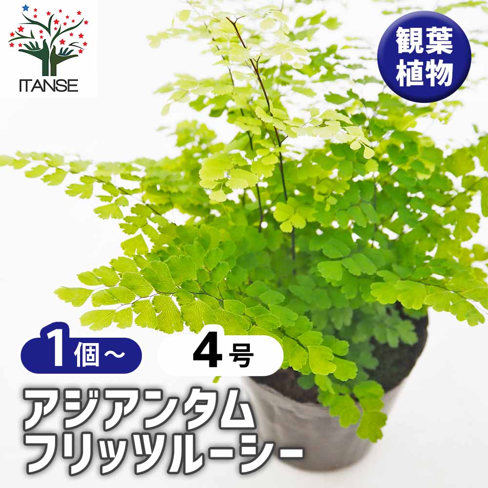アジアンタム フリッツルーシー 【観葉植物 4号】｜ 【植物の