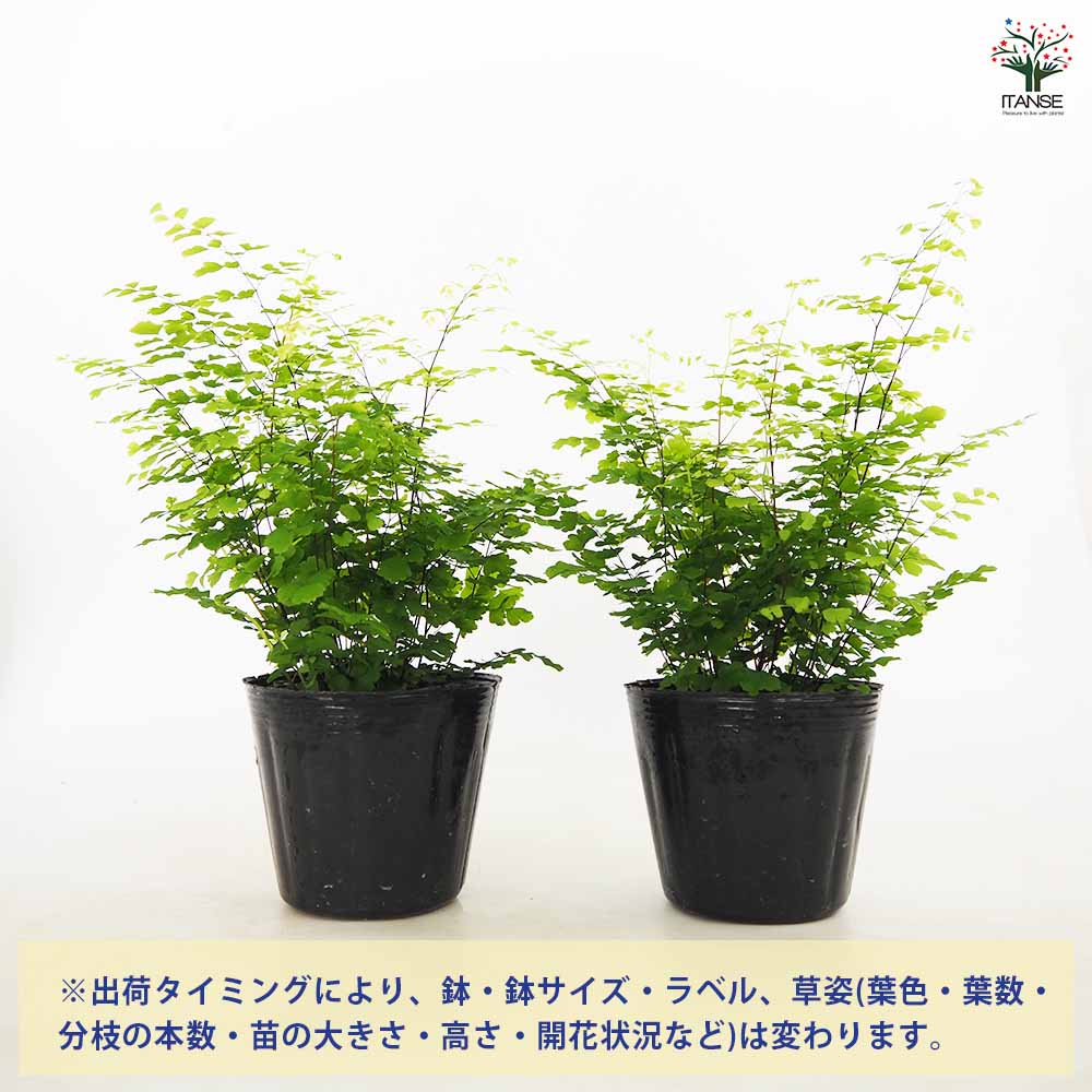 アジアンタム フリッツルーシー 【観葉植物 4号】｜ 【植物の
