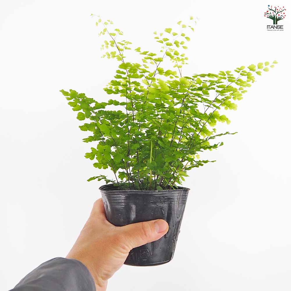 アジアンタム フリッツルーシー 【観葉植物 4号】｜ 【植物の