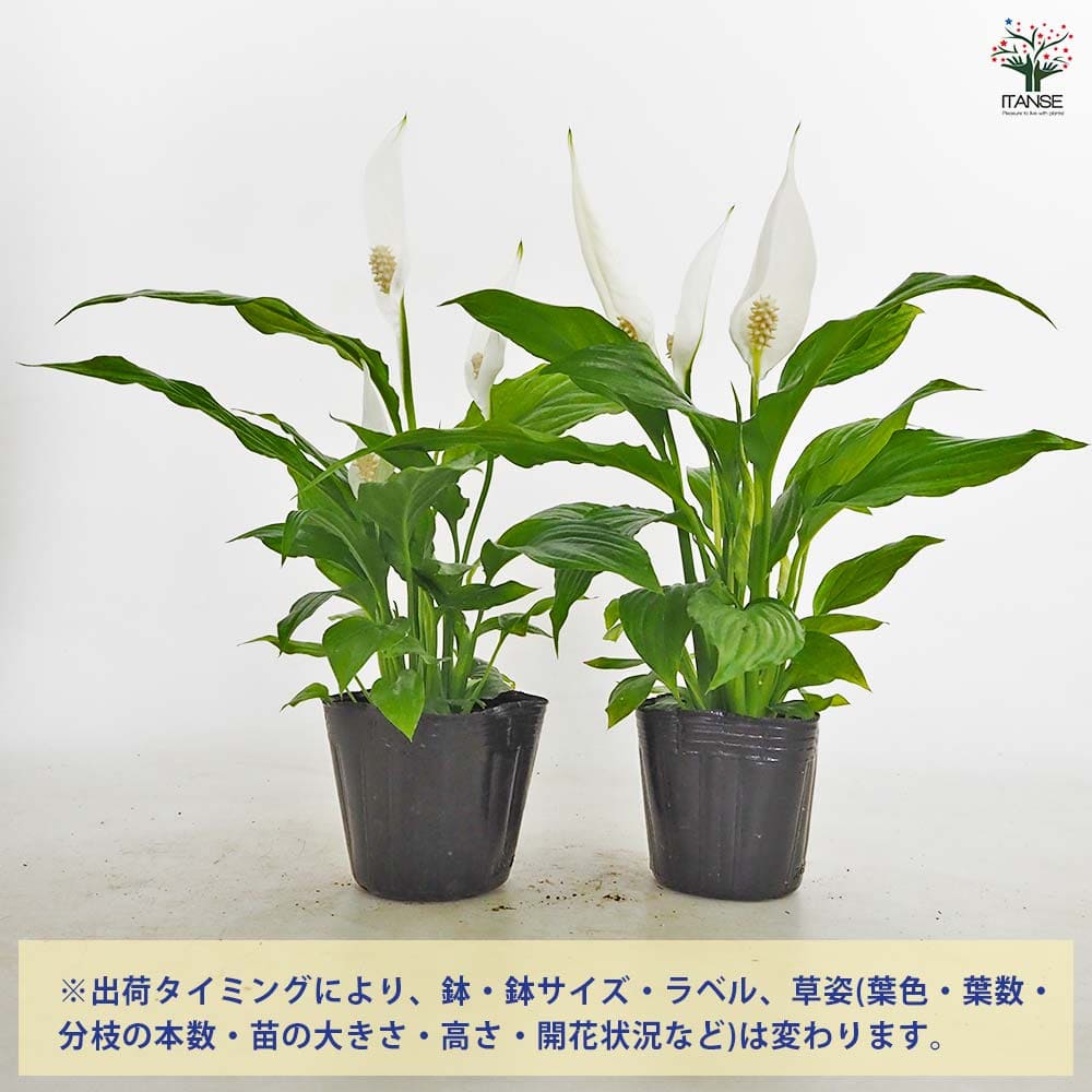 スパティフィラム トレリー 【観葉植物 3号】｜ 【植物のITANSE