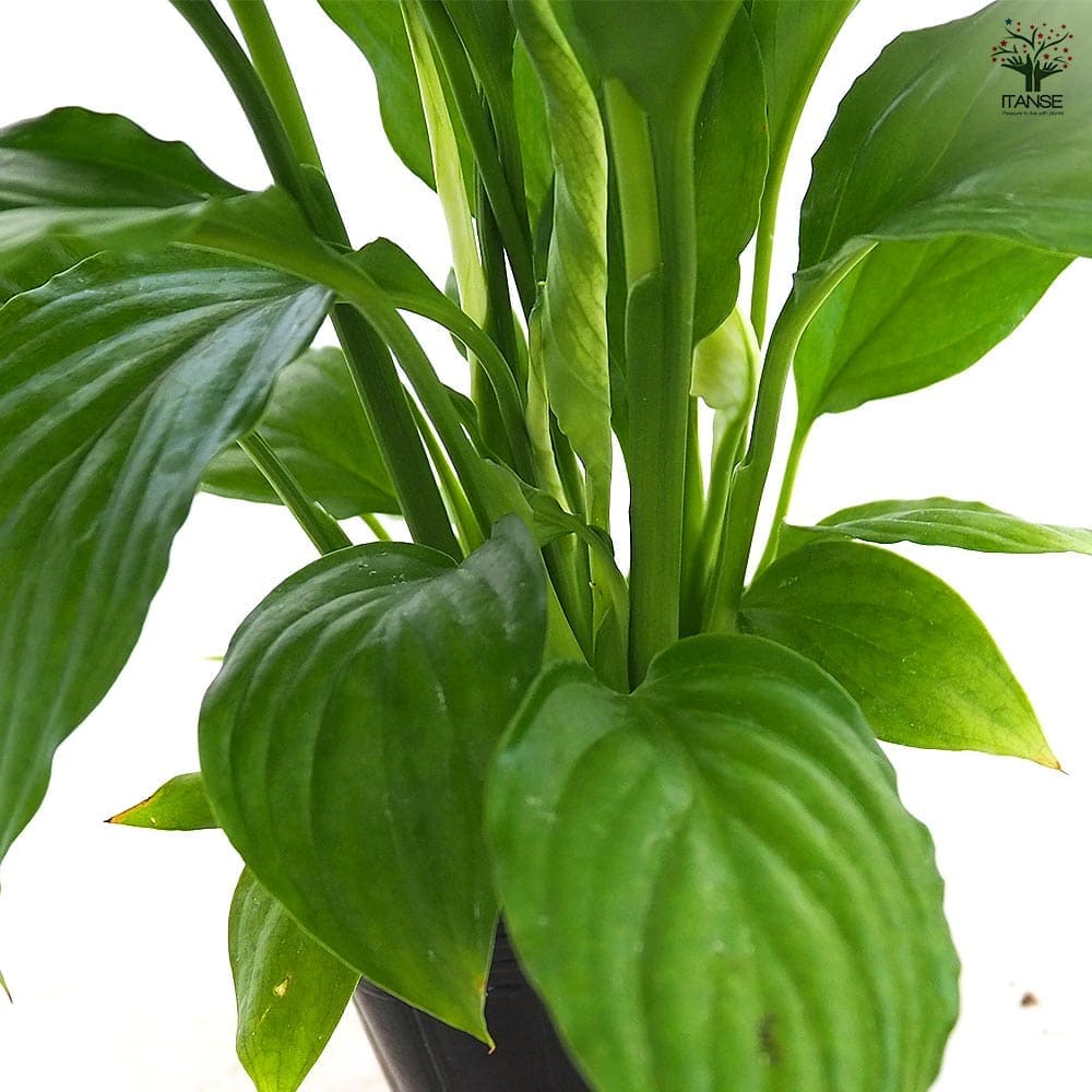 スパティフィラム トレリー 【観葉植物 3号】｜ 【植物のITANSE