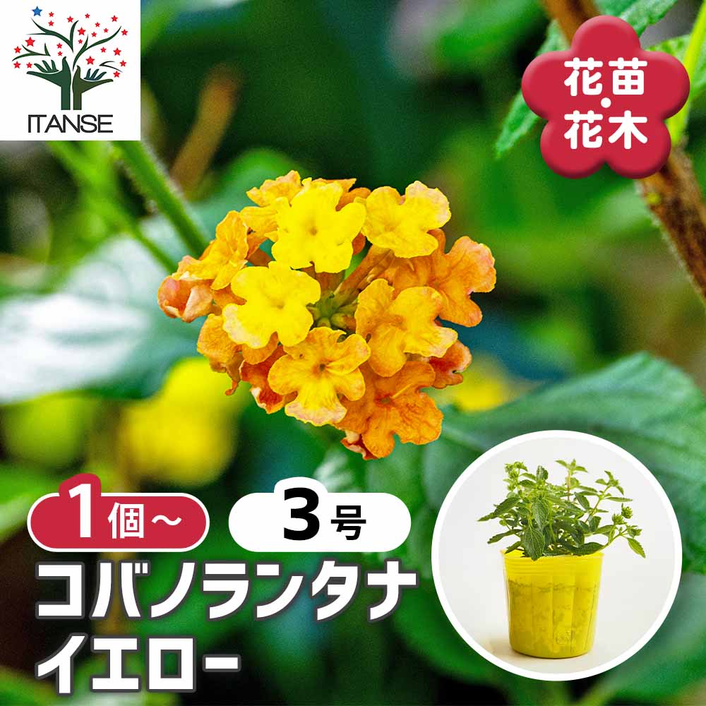 ランタナ コバノランタナ イエロー 【花苗 3号】｜ 【植物の