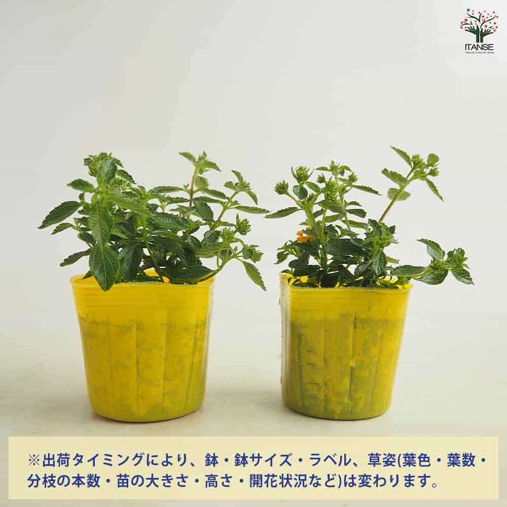 ランタナ コバノランタナ イエロー 【花苗 3号】｜ 【植物の
