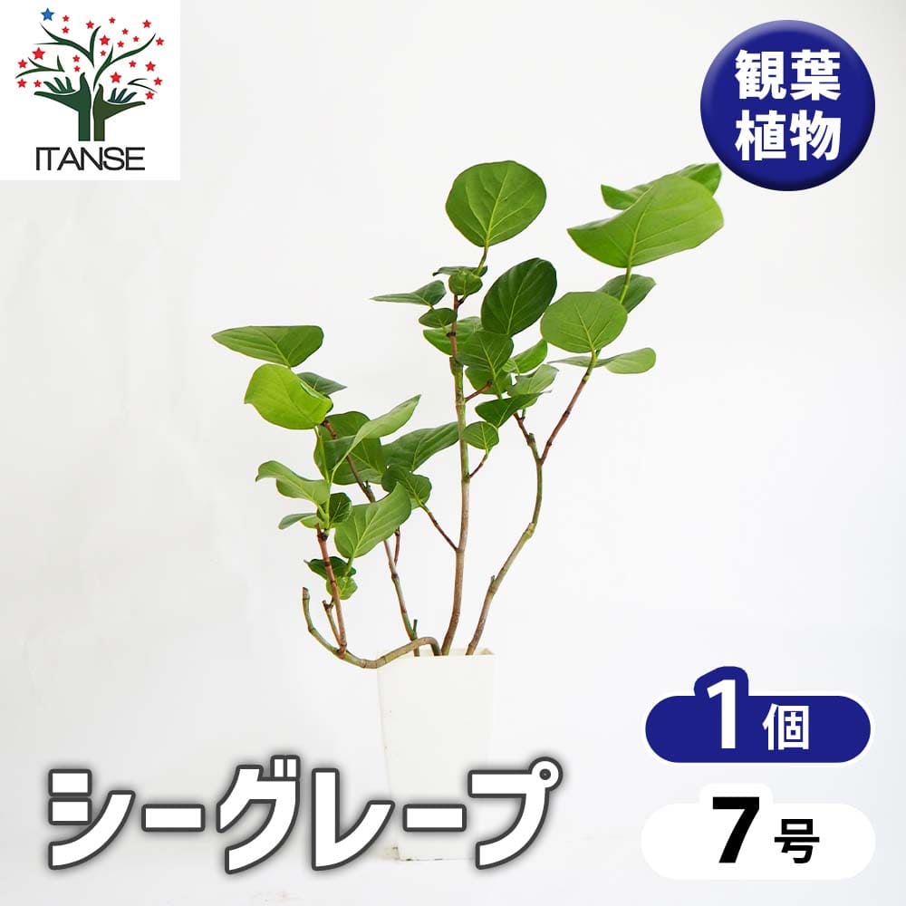 シーグレープ 【観葉植物 7号／1個売り】｜ 【植物のITANSE