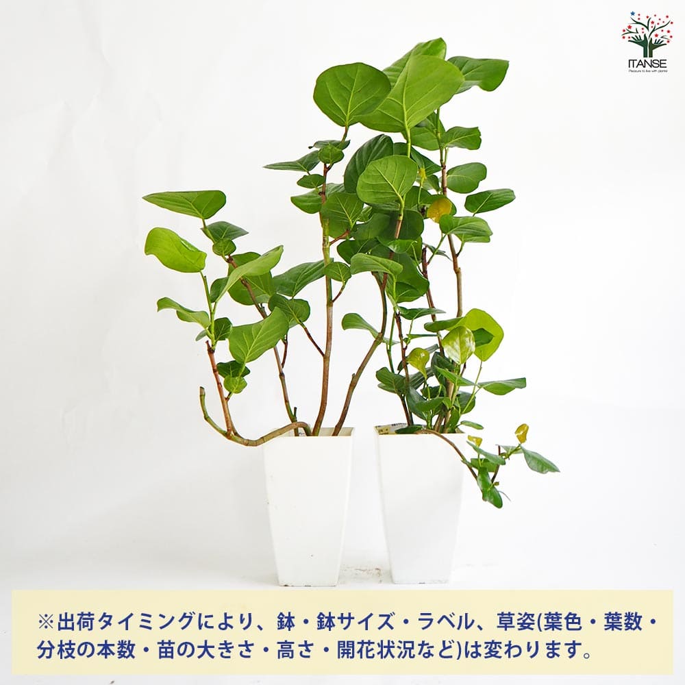 シーグレープ 【観葉植物 7号／1個売り】｜ 【植物のITANSE