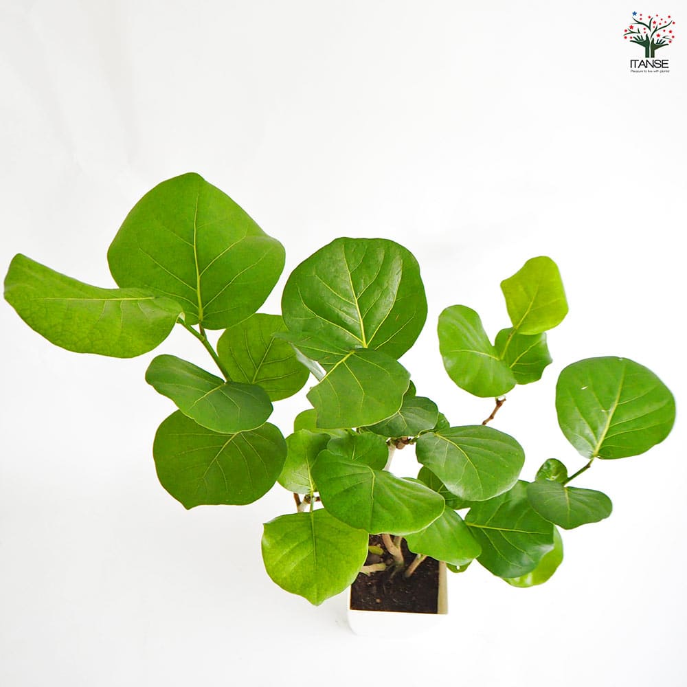 シーグレープ シーグレープ 【観葉植物 7号／1個売り】｜ 【植物のITANSE