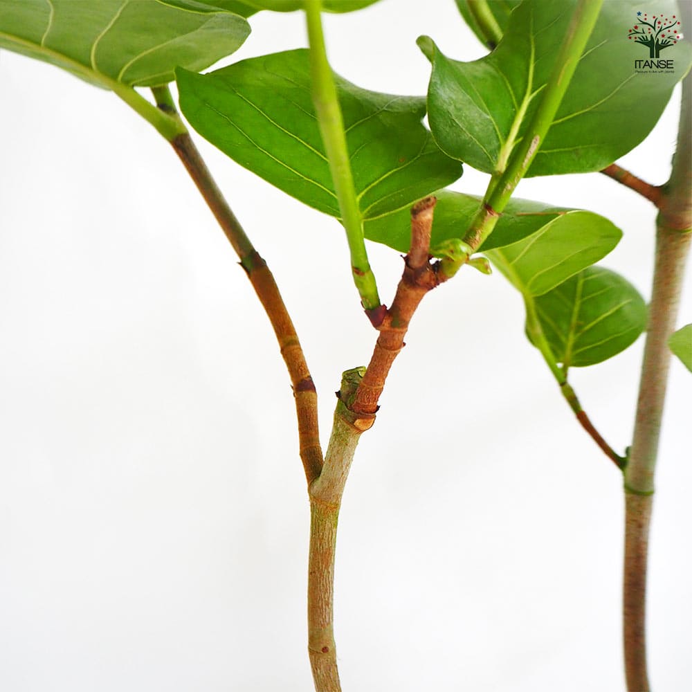 シーグレープ 【観葉植物 7号／1個売り】｜ 【植物のITANSE