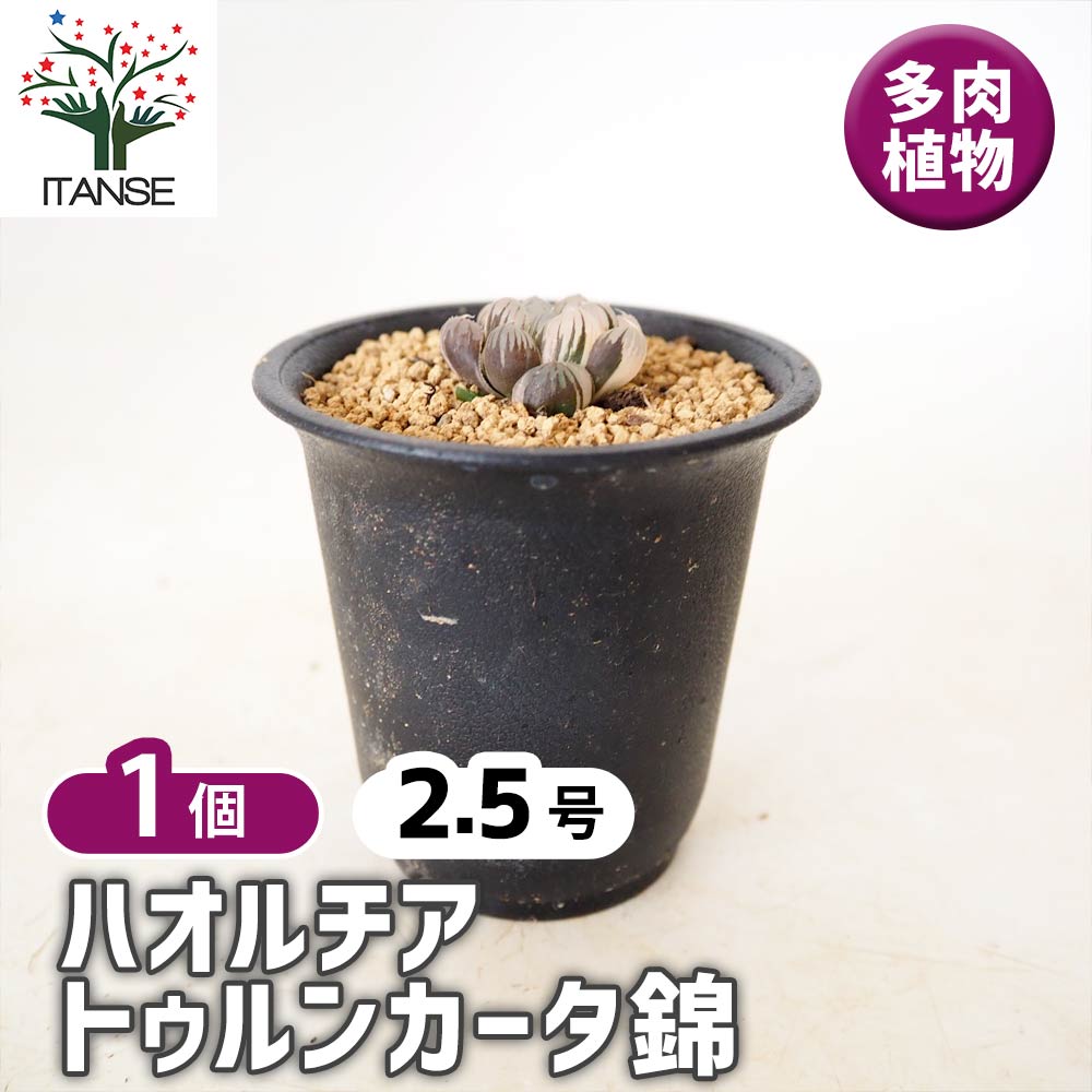 ハオルチア トゥルンカータ錦 【多肉植物 2.5号／1個売り】｜ 【植物の
