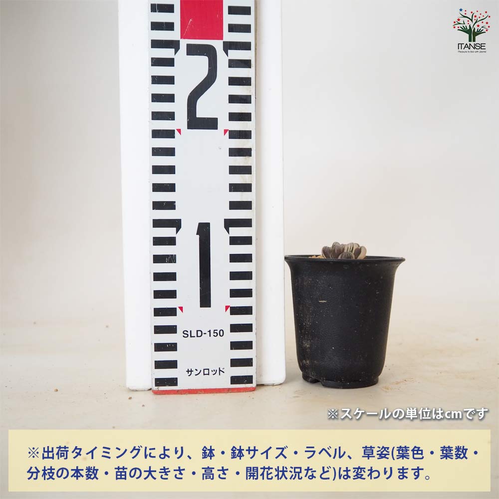 ハオルチア トゥルンカータ錦 【多肉植物 2.5号／1個売り】｜ 【植物の