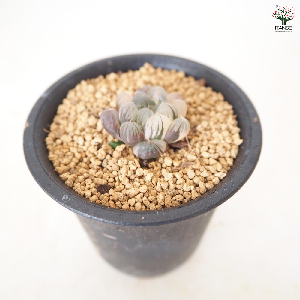 ハオルチア トゥルンカータ錦 【多肉植物 2.5号／1個売り】｜ 【植物の