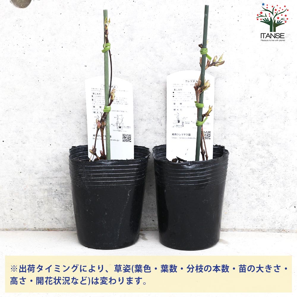 クレマチス ハーモニー【花苗 3.5号ロングポット/1個売り クレマチス ハーモニー【花苗 3.5号ロングポット/1個売り