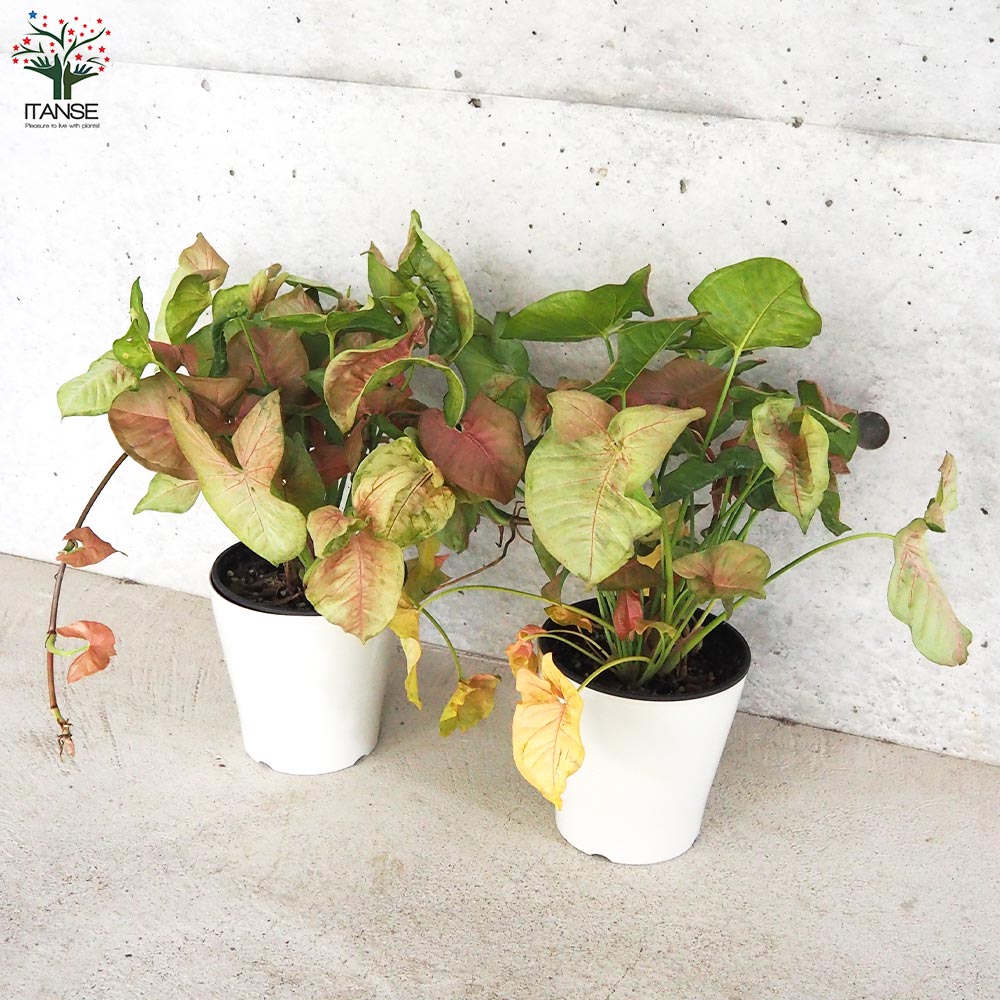 シンゴニューム(シンゴニウム) ネオン【観葉植物 5号鉢／1個売り