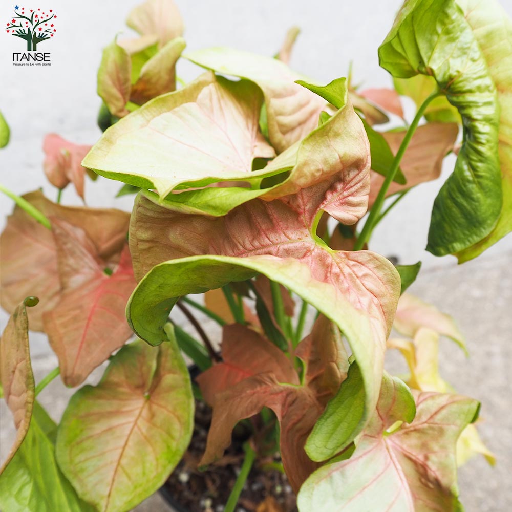 白斑入り　シンゴニウム　抜き苗　観葉植物　シンゴニューム　限定品！ シンゴニューム(シンゴニウム) ホワイトバタフライ 【観葉植物 5