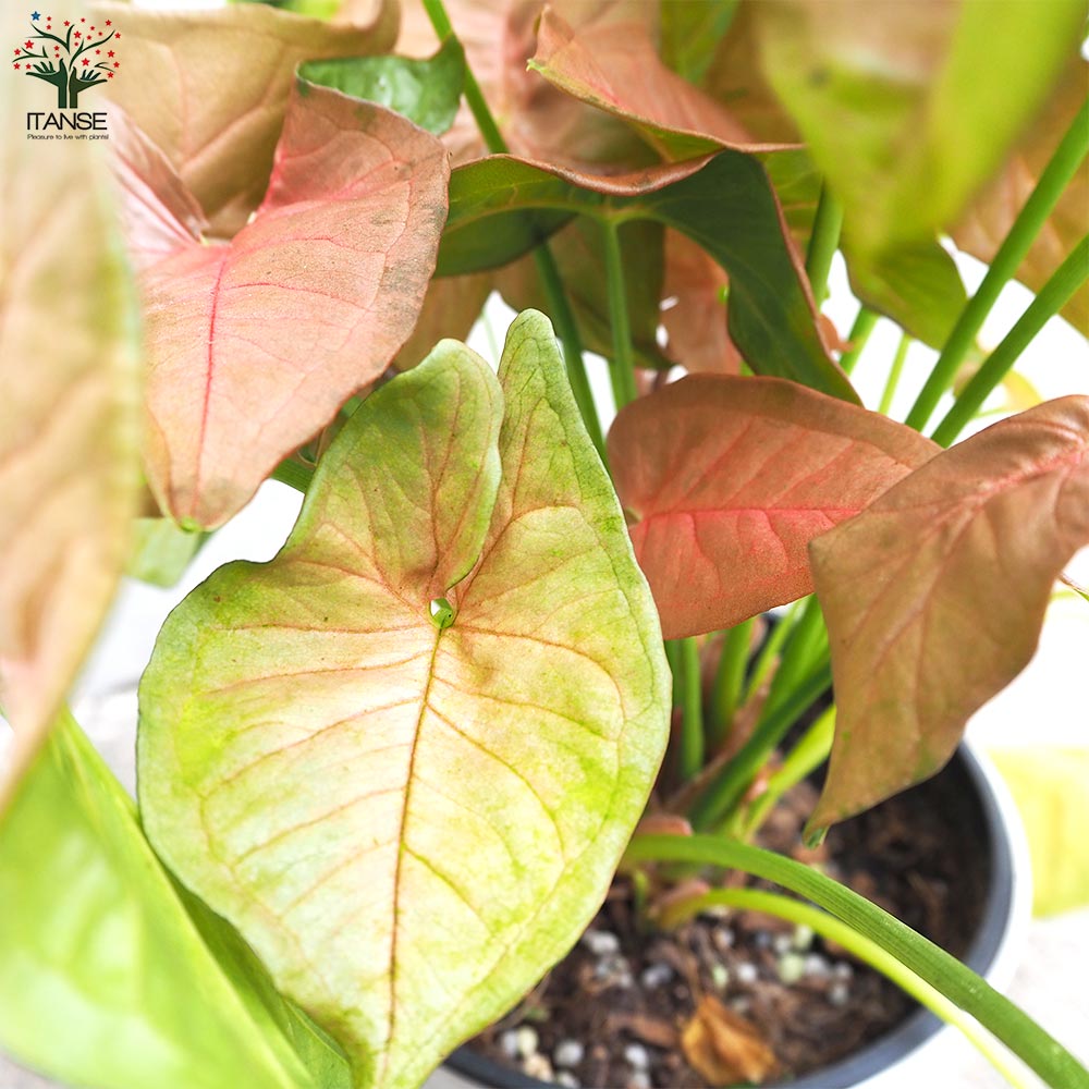 シンゴニューム(シンゴニウム) ネオン【観葉植物 5号鉢／1個売り