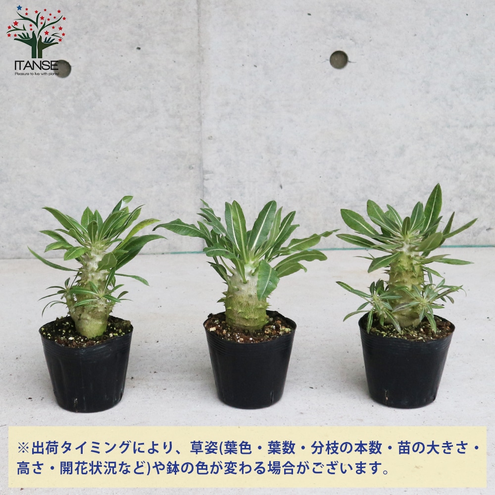 パキポディウム ホロンベンセ【多肉植物 3.5～4号ポット／1個売り