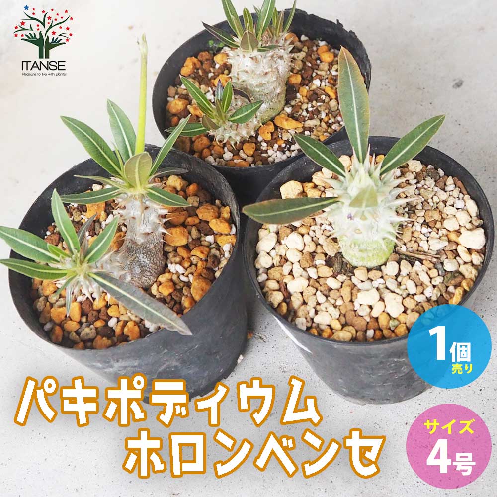 BOTANIZE　パキポディウム　ホロンベンセ　送料込み パキポディウム ホロンベンセ 沖縄実生株 No.1 | mana's farm