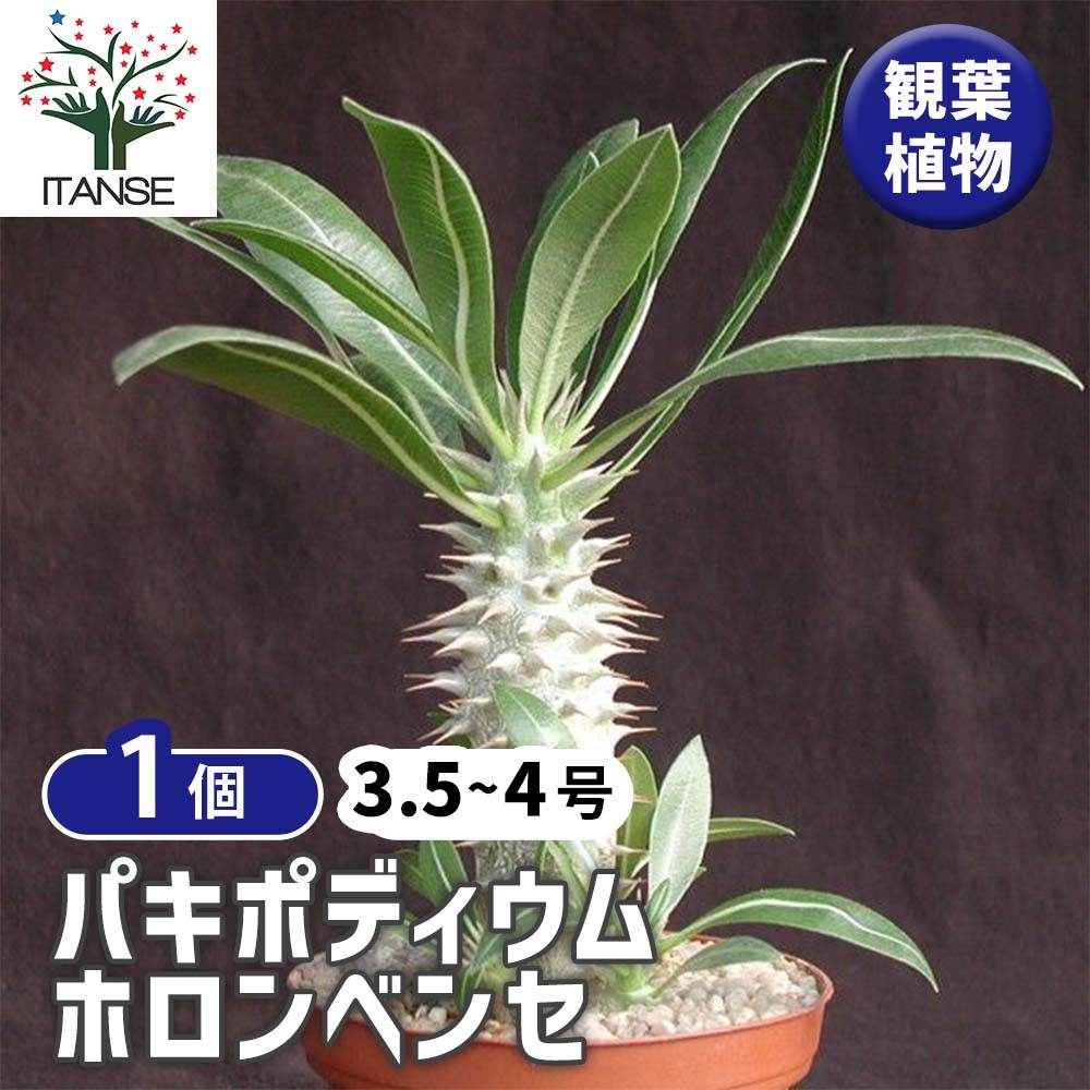 パキポディウム ホロンベンセ【多肉植物 3.5～4号ポット／1個売り