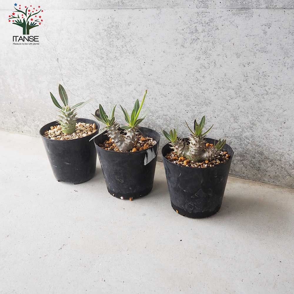 パキポディウム ホロンベンセ【多肉植物 3.5～4号ポット／1個売り
