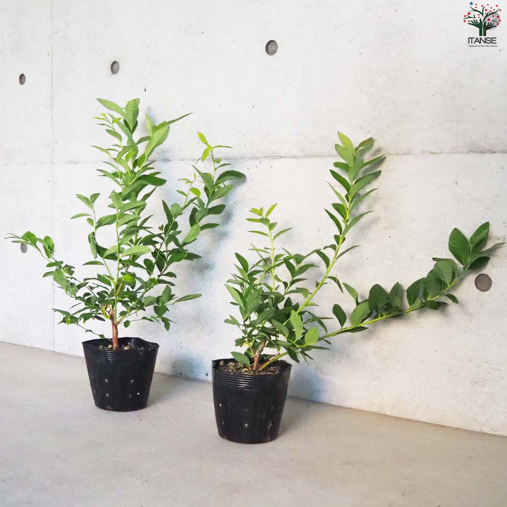 ブルーベリー ブルーレイ 【果樹の苗木 5号ポット／1個売り