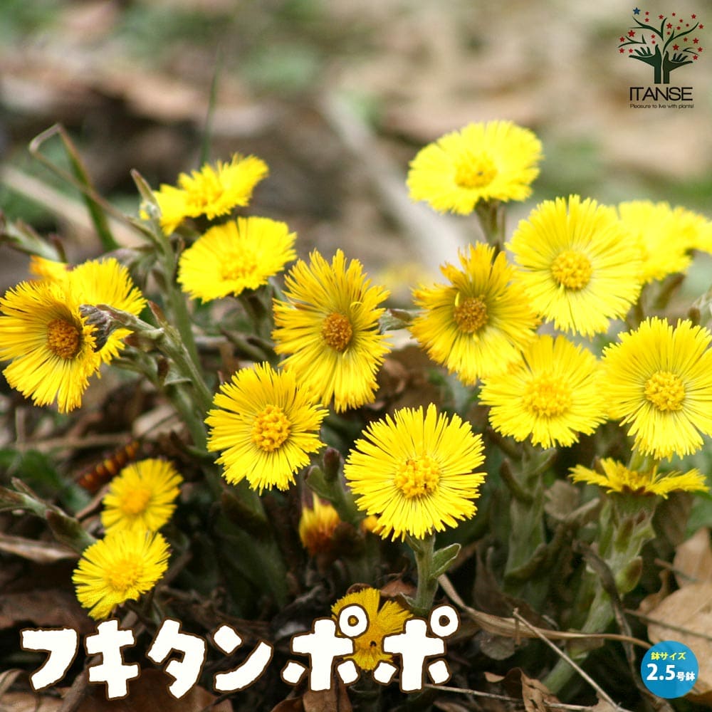フキタンポポ 【花苗 2.5号ポット】