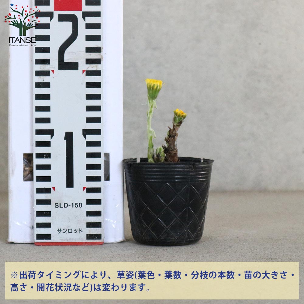 フキタンポポ 【花苗 2.5号ポット】