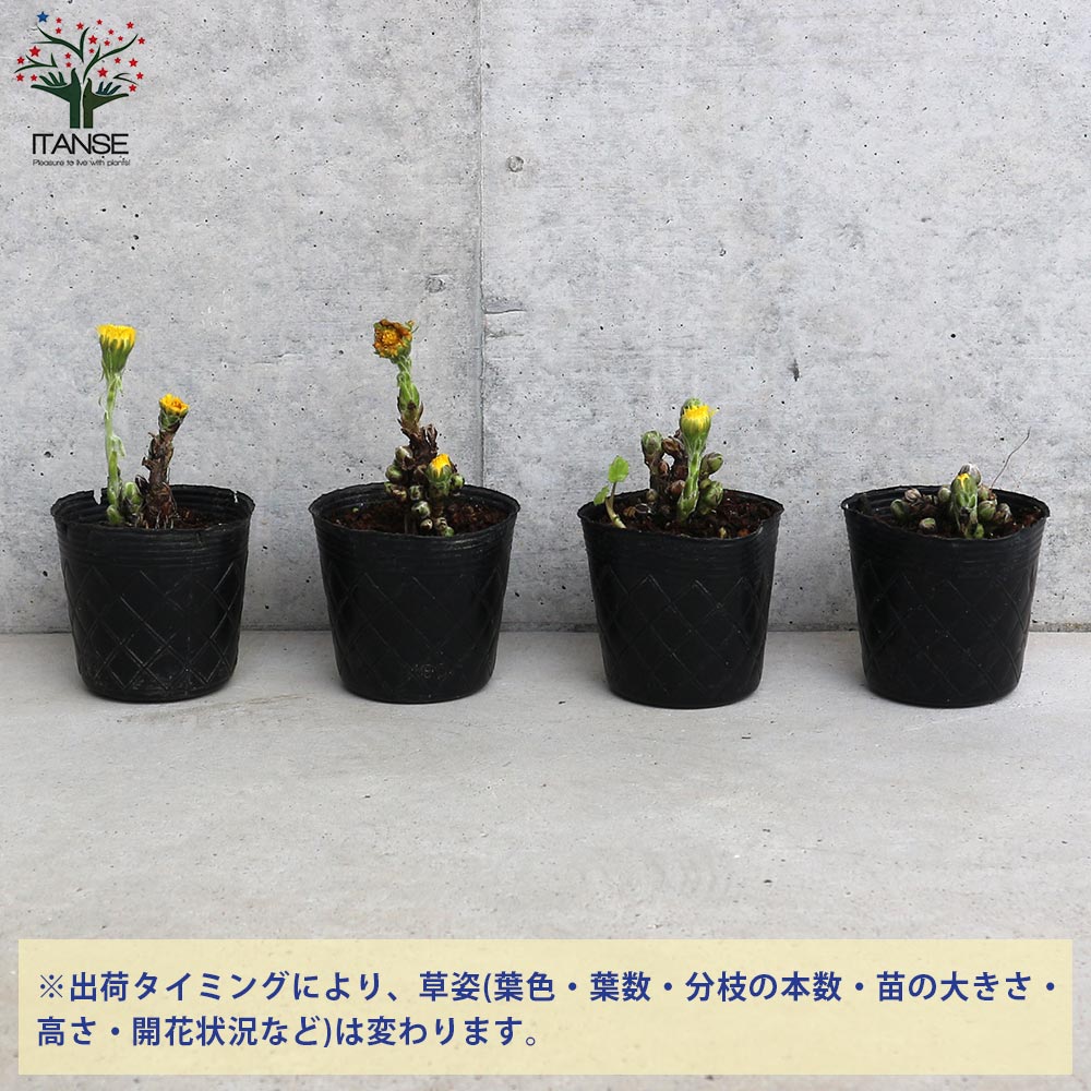 フキタンポポ 【花苗 2.5号ポット】