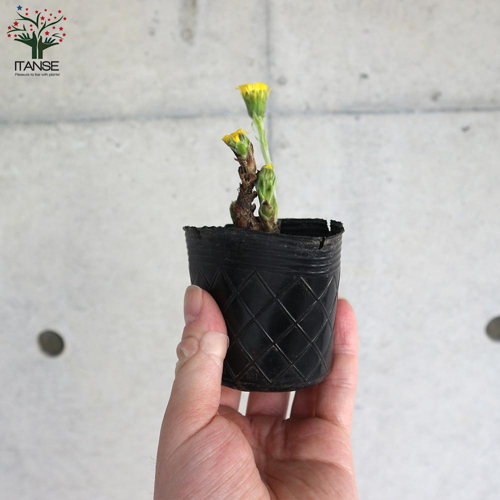 フキタンポポ 【花苗 2.5号ポット】