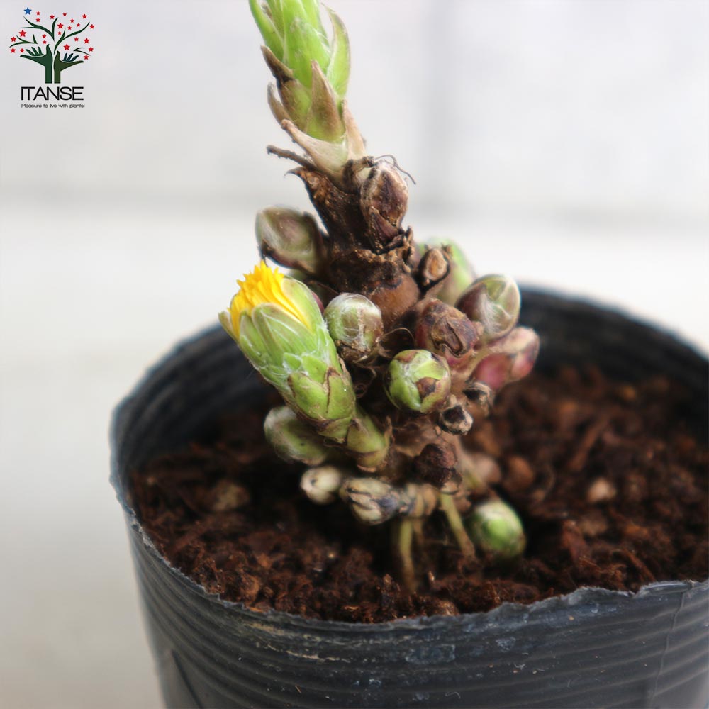 フキタンポポ 【花苗 2.5号ポット】