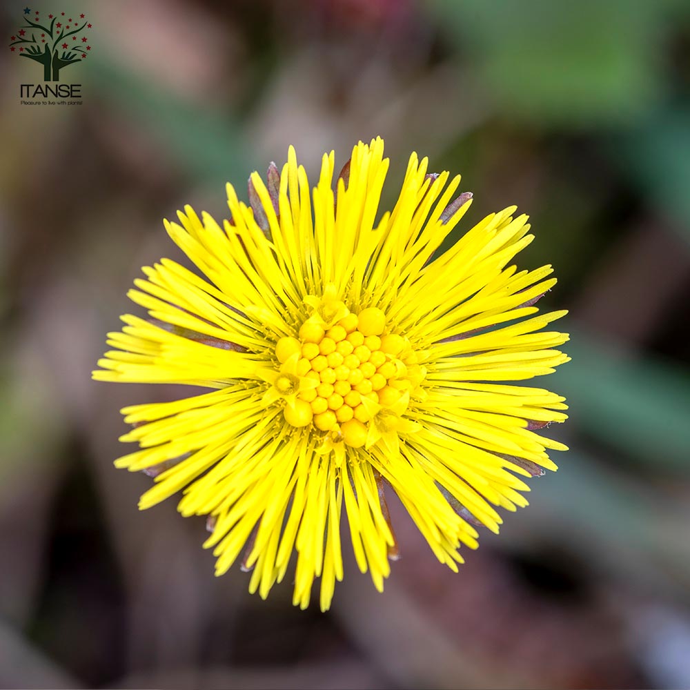 フキタンポポ 【花苗 2.5号ポット】